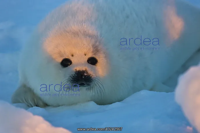 : Harp seal pup on ice, Iles de la Madeleine : Harp seal pup on ice, Iles de la Madeleine