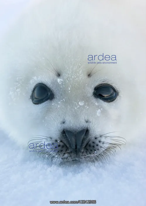  : Harp seal pup on ice, Iles de la Madeleine