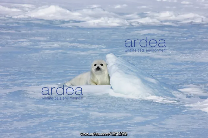 : Harp seal pup on ice, Iles de la Madeleine : Harp seal pup on ice, Iles de la Madeleine
