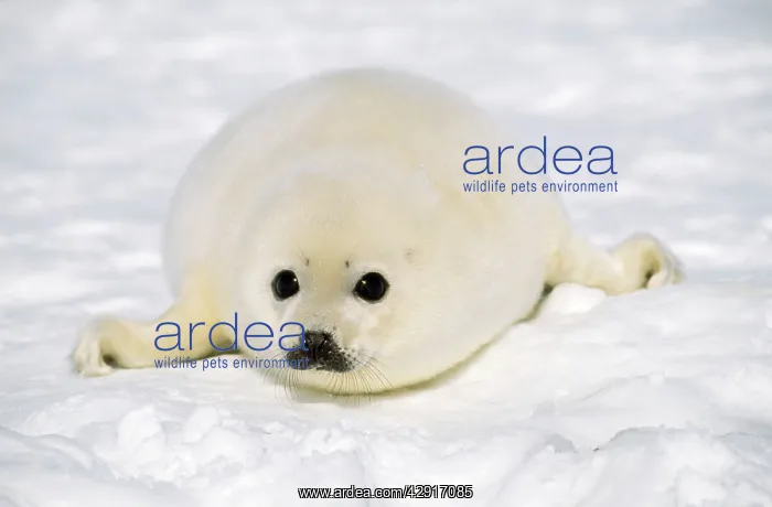 : HARP SEAL - PUP LYING : HARP SEAL - PUP LYING