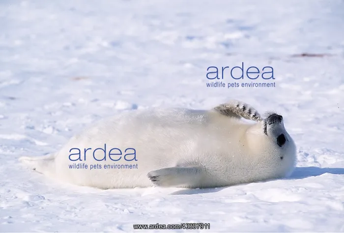 : HARP SEAL - Pup lying on back : HARP SEAL - Pup lying on back