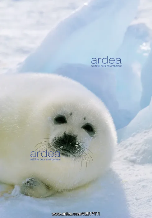 : HARP SEAL - pup lying on ice : HARP SEAL - pup lying on ice