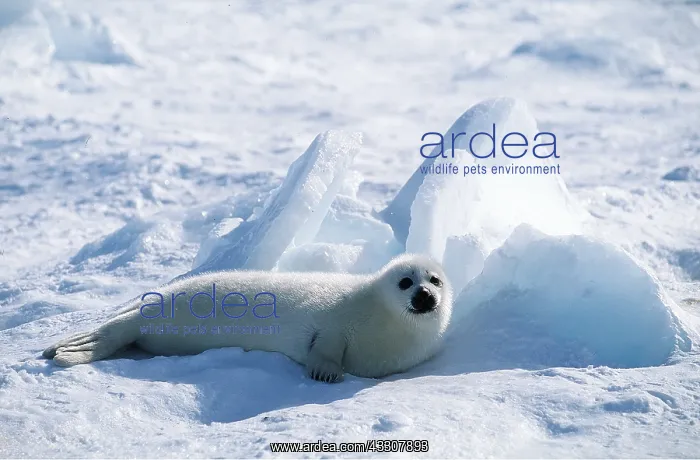 : HARP SEAL - Pup lying on ice : HARP SEAL - Pup lying on ice