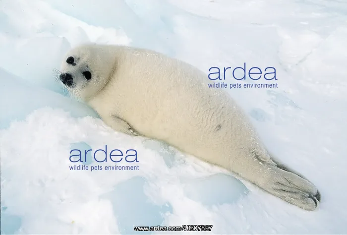 : HARP SEAL - Pup lying on ice : HARP SEAL - Pup lying on ice