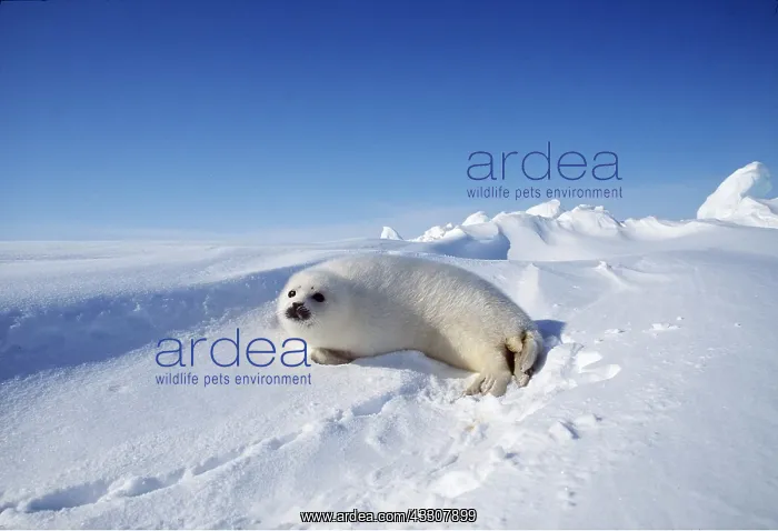 : HARP SEAL - pup lying on ice : HARP SEAL - pup lying on ice