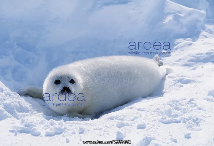 : HARP SEAL - Pup lying on ice : HARP SEAL - Pup lying on ice
