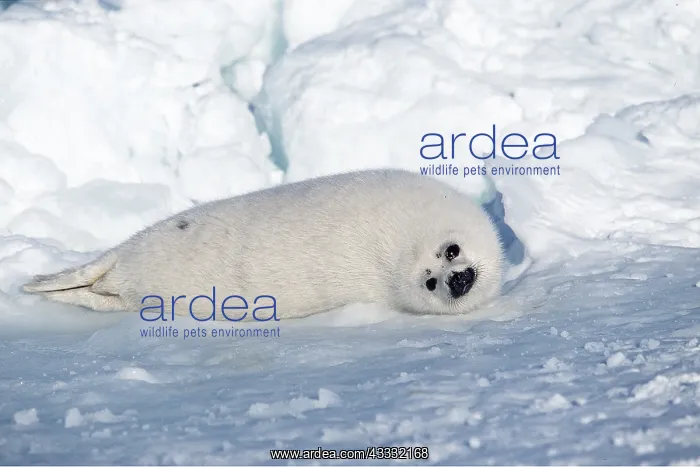 : HARP SEAL - pup lying on ice : HARP SEAL - pup lying on ice