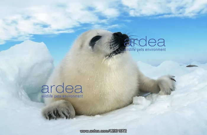 : HARP SEAL pup - lying on ice, facing camera : HARP SEAL pup - lying on ice, facing camera