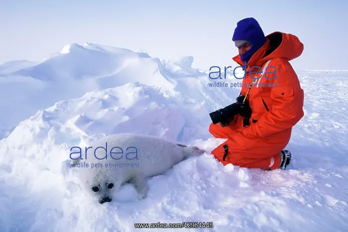 : Harp Seal pup - and photographer : Harp Seal pup - and photographer