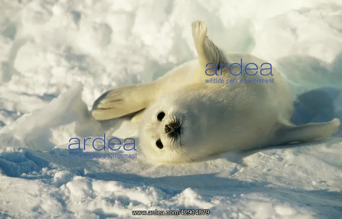 : HARP SEAL PUP - ROLLS ON SIDE : HARP SEAL PUP - ROLLS ON SIDE