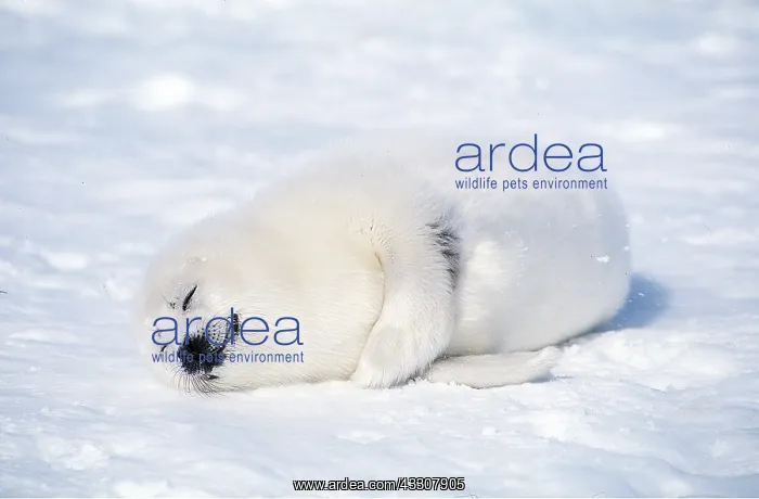 : HARP SEAL - pup sleeping on ice : HARP SEAL - pup sleeping on ice