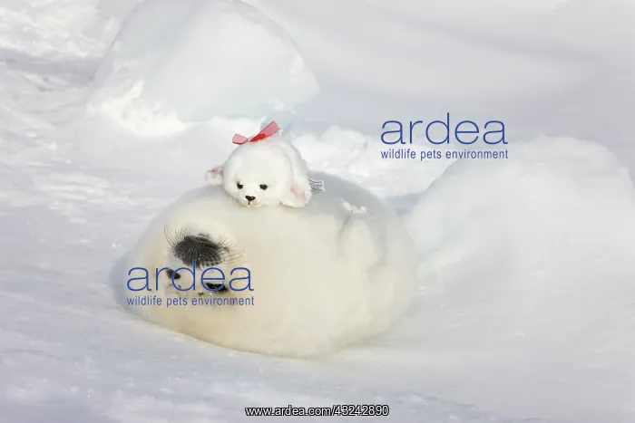 : Harp seal pup and stuff seal toy on ice : Harp seal pup and stuff seal toy on ice