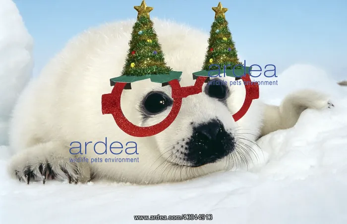  : Harp Seal, pup wearing Christmas glasses