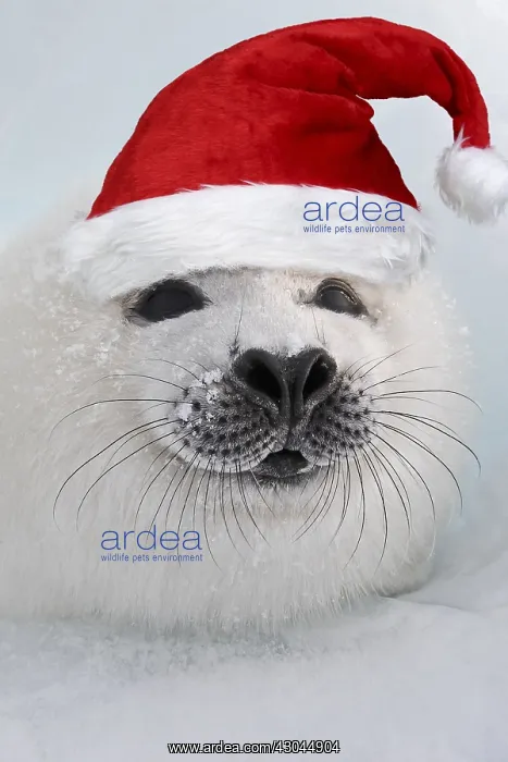  : Harp Seal - pup wearing Christmas hat