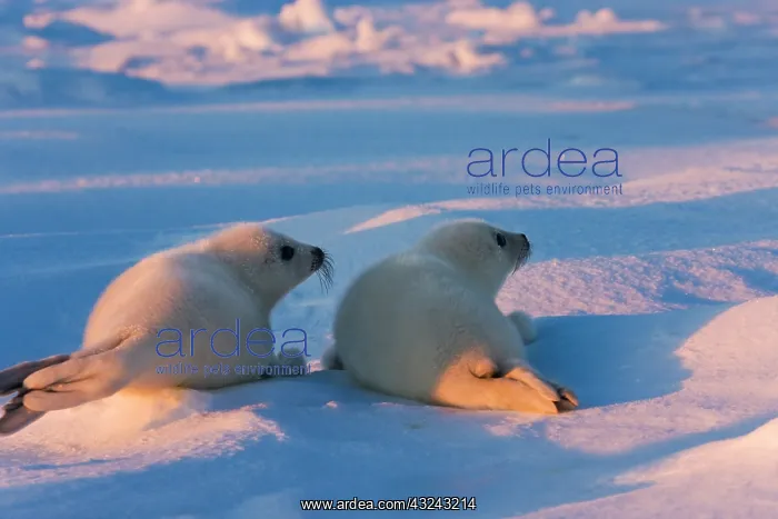  : Two Harp seal pups on ice, Iles de la Madeleine
