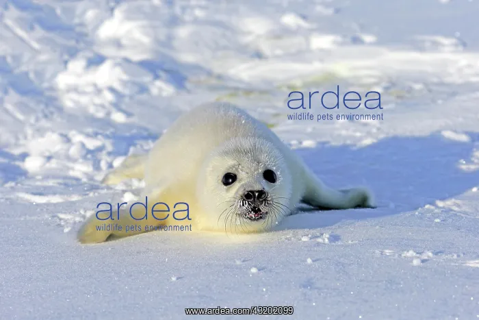 : Harp Seal or Saddleback Seal (Pagophilus groenlandicus : Harp Seal or Saddleback Seal (Pagophilus groenlandicus