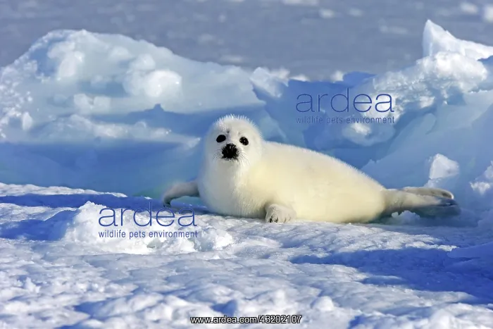 : Harp Seal or Saddleback Seal (Pagophilus groenlandicus : Harp Seal or Saddleback Seal (Pagophilus groenlandicus