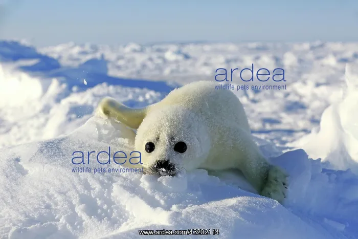 : Harp Seal or Saddleback Seal (Pagophilus groenlandicus : Harp Seal or Saddleback Seal (Pagophilus groenlandicus