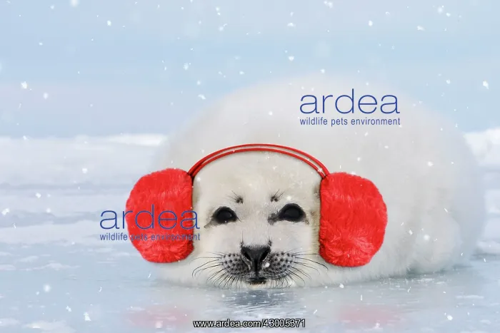 : Harp Seal wearing ear muffs : Harp Seal wearing ear muffs