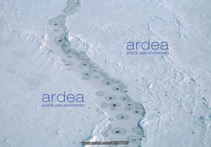 : Harp SEALS - aerial of breathing holes in lead in pack-ice : Harp SEALS - aerial of breathing holes in lead in pack-ice