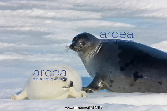 : Harp seals, mother with cub on ice, Iles : Harp seals, mother with cub on ice, Iles