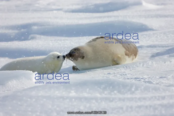 : Harp seals, mother with pup, on ice, Iles