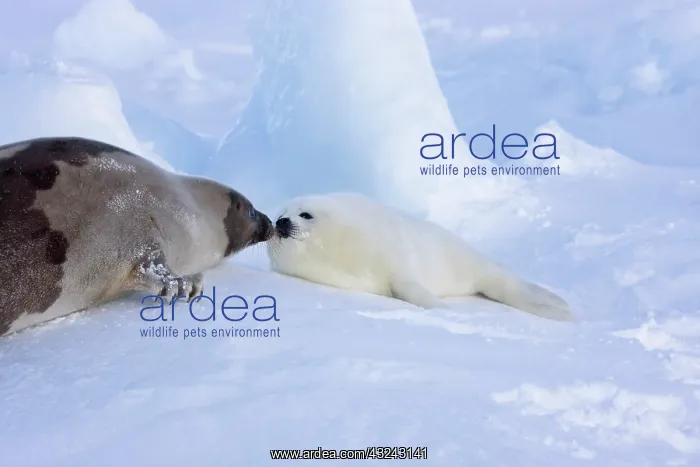 : Harp seals, mother with pup, on ice, Iles : Harp seals, mother with pup, on ice, Iles