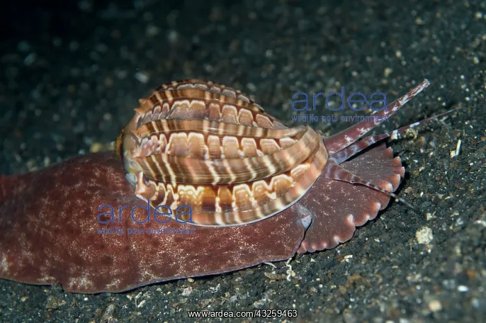  : Harp Shell