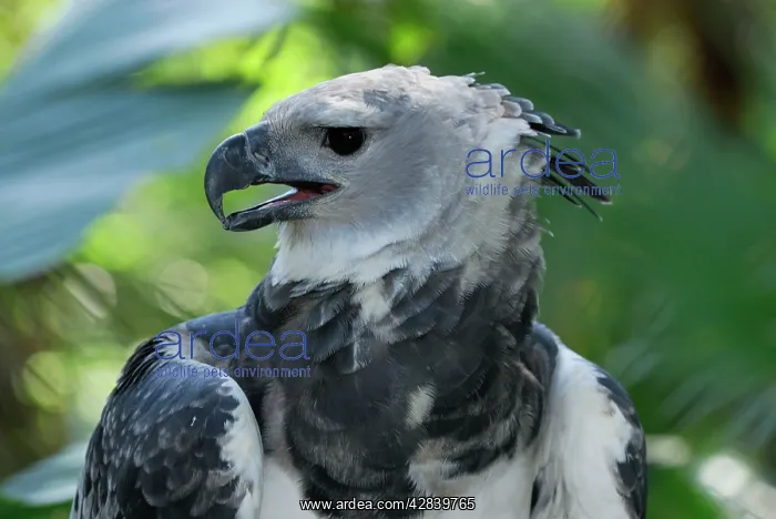  : Harpy Eagle