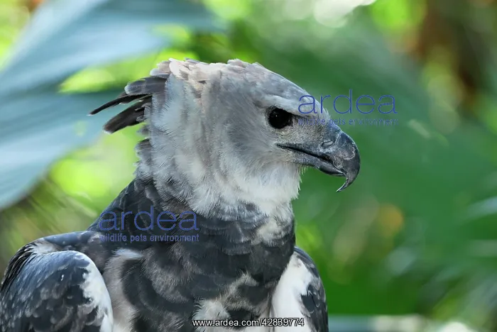  : Harpy Eagle