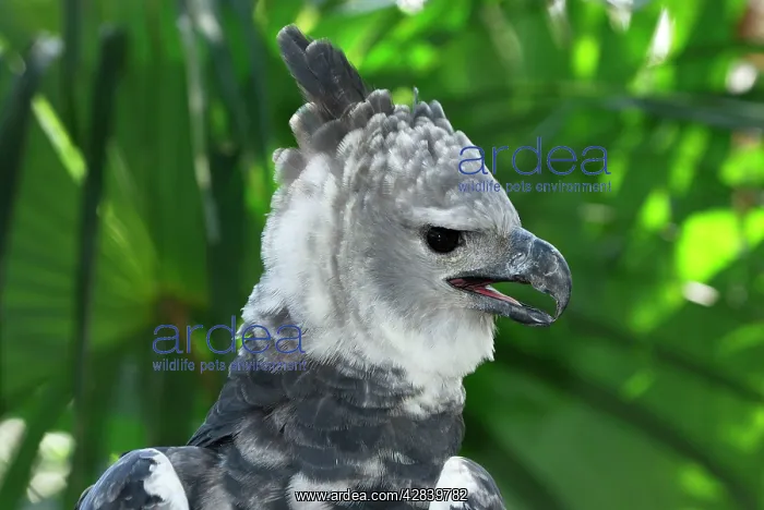  : Harpy Eagle