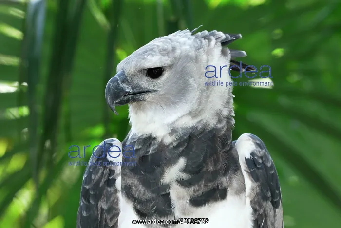  : Harpy Eagle