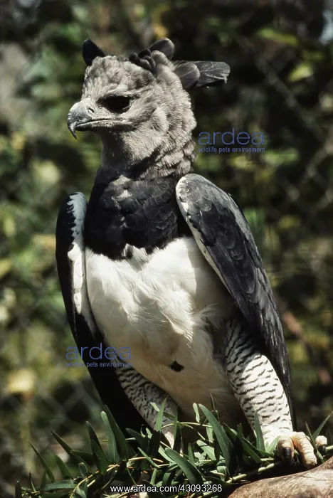 : Harpy Eagle : Harpy Eagle