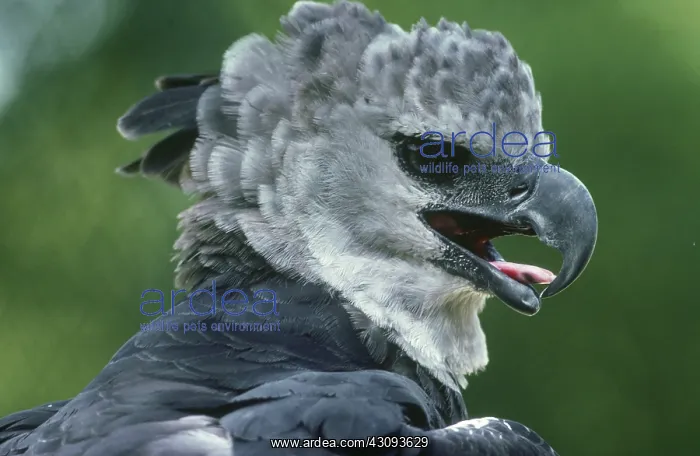 : Harpy Eagle : Harpy Eagle