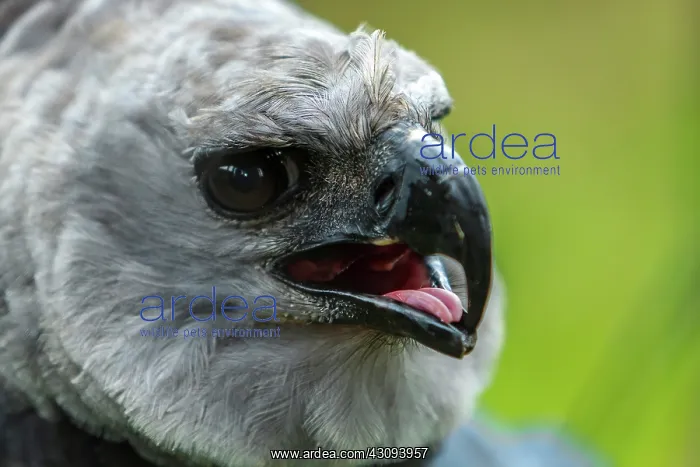 : Harpy Eagle : Harpy Eagle