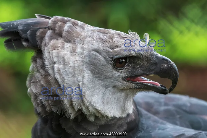 : Harpy Eagle : Harpy Eagle