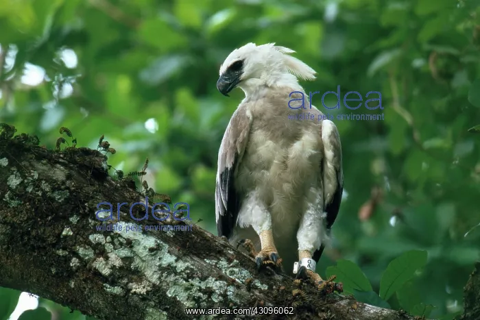 : Harpy Eagle : Harpy Eagle