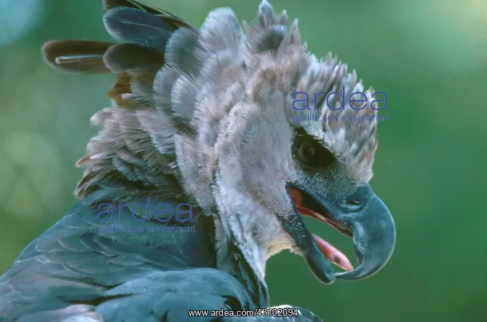  : Harpy Eagle