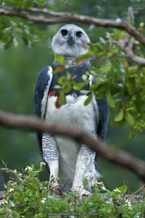 : Harpy Eagle : Harpy Eagle