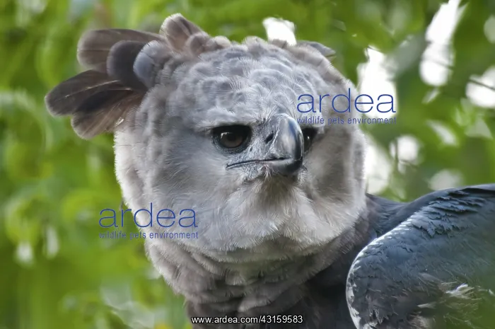 : Harpy Eagle : Harpy Eagle