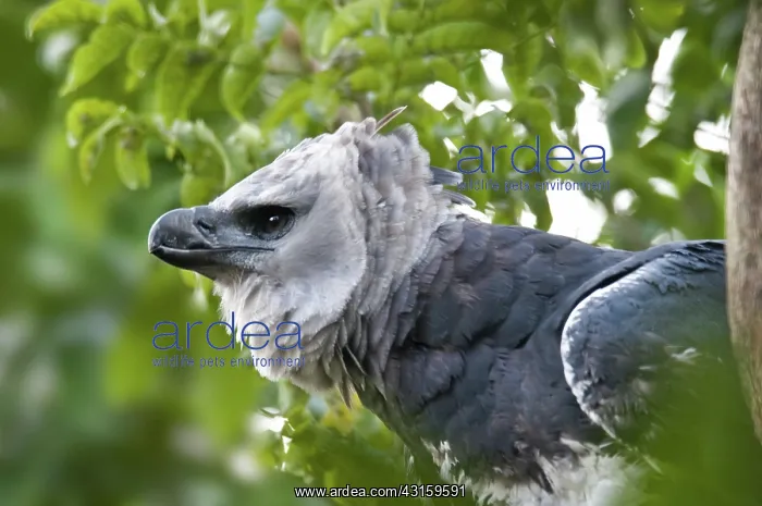 : Harpy Eagle : Harpy Eagle