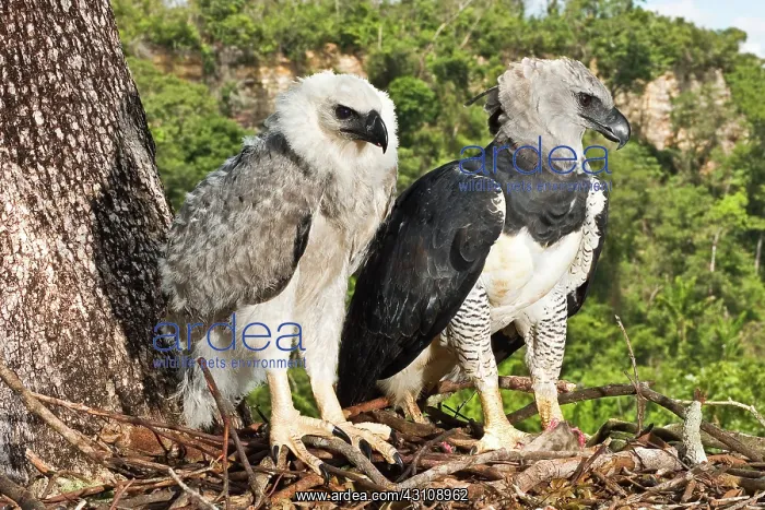 : Harpy Eagle adult with young fledgling : Harpy Eagle adult with young fledgling