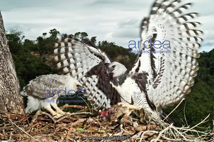 : Harpy Eagle bringing prey to nestling : Harpy Eagle bringing prey to nestling