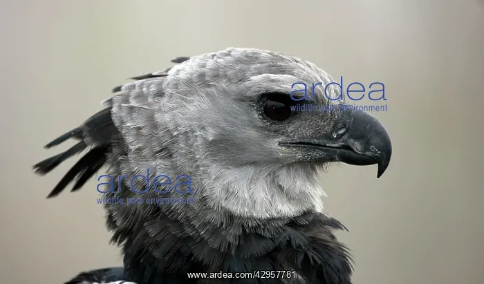  : Harpy Eagle - captive - native to the neotropics