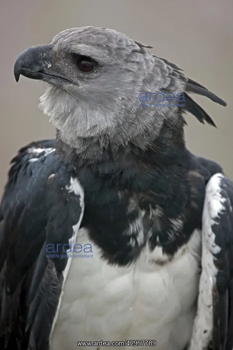  : Harpy Eagle - captive - native to the neotropics