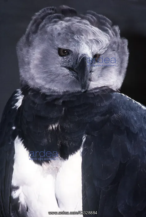 : HARPY EAGLE - close-up of head : HARPY EAGLE - close-up of head