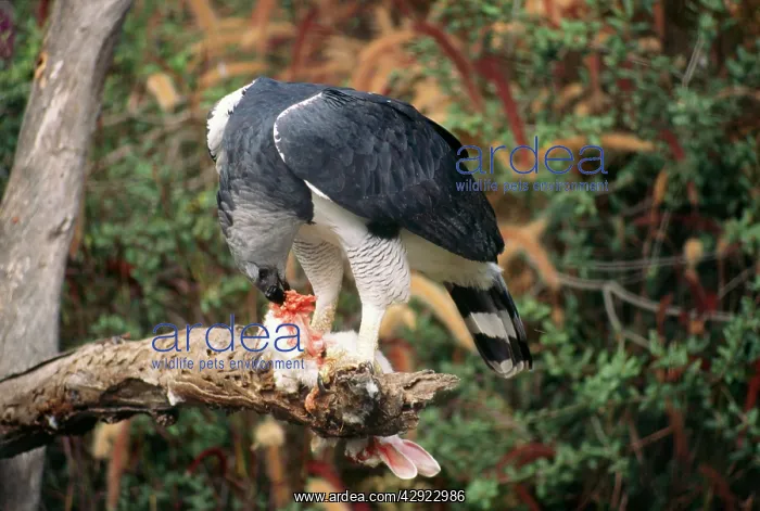 : Harpy Eagle - eating Rabbit : Harpy Eagle - eating Rabbit