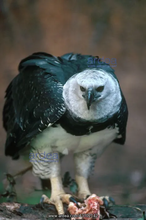 : Harpy Eagle Feeding : Harpy Eagle Feeding