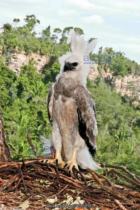 : Harpy Eagle fledgling : Harpy Eagle fledgling