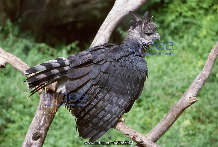 : Harpy EAGLE - fluffed up showing aggression : Harpy EAGLE - fluffed up showing aggression